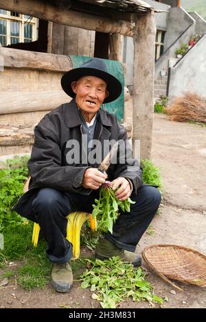 Tibetischer Mann, der die Blätter einer Salat- oder Gemüsepflanze / einer ethnischen Person Tibets zubereitet und schneidet, die in der ummauerten alten chinesischen Stadt Songpan im Norden von Sichuan wohnt oder wohnt. China (125) Stockfoto