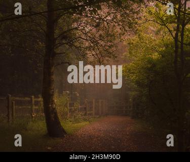 Rowley Woods Sonnenaufgang an einem nebligen Herbstmorgen. Das weiche Sonnenlicht, das durch den Wald kommt, schafft ein schönes Licht auf dem Waldboden und dem Pfad Stockfoto