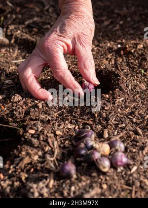 Gärtner, der im Herbst scilla siberica-Zwiebeln anpflanzt. Stockfoto