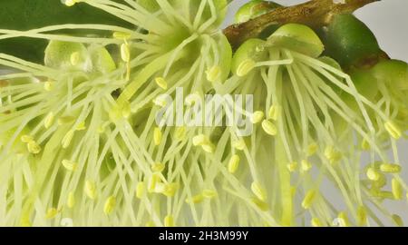 Makroansicht von Callistemon sieberi-Blüten, die aus dem Blütenstand hervorgehen Stockfoto