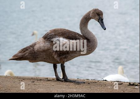 Eine Gruppe von Schwanen, die über den Fluss Crouch schwimmen, von Burnham auf Crouch nach Hullbridge, Essex Stockfoto