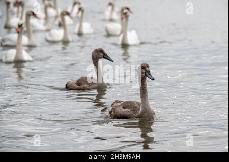 Eine Gruppe von Schwanen, die über den Fluss Crouch schwimmen, von Burnham auf Crouch nach Hullbridge, Essex Stockfoto