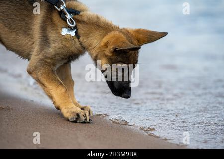 Ein elf Wochen alter Schäferhund, der im Wasser spielt Stockfoto