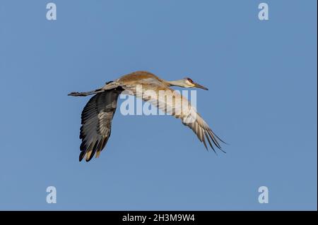 Der Sandhill Crane im Flug nach der Rückkehr aus dem Süden. Stockfoto
