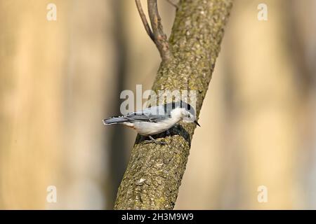 Vogel. Weißreiher-Nuthatch Stockfoto