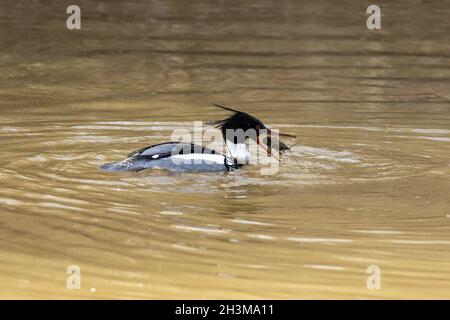 Rot-reihiger Merganser mit gefangenem Krebse Stockfoto