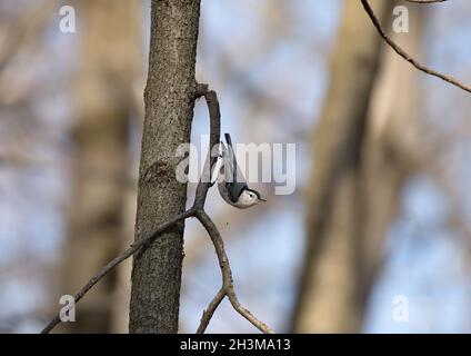 Vogel. Weißreiher-Nuthatch Stockfoto