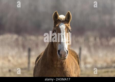 Schweres belgisches Zugpferd im Corral Stockfoto