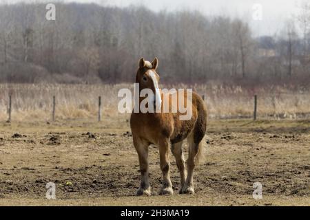 Schweres belgisches Zugpferd im Corral Stockfoto