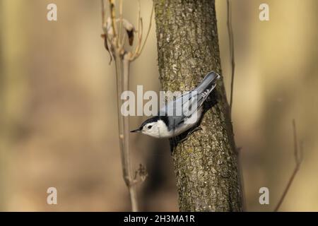 Vogel. Weißreiher-Nuthatch Stockfoto