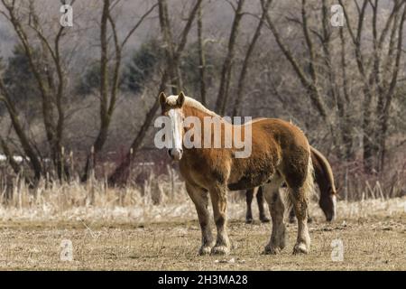 Schweres belgisches Zugpferd im Corral Stockfoto