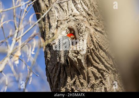 Roter Specht. Naturszene aus Wisconsin. Stockfoto