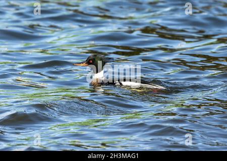 Rotbrustiger Merganser. Brutzeit, in der der drake nach einer Henne sucht. Stockfoto