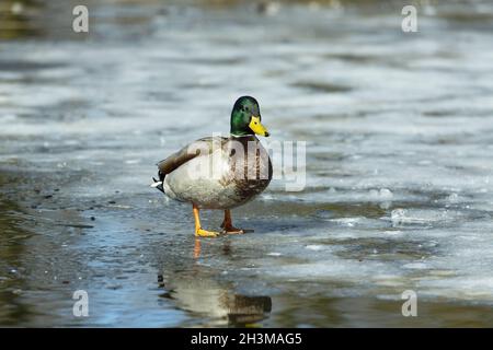 Ente. Mallrd drake auf Eis auf dem gefrorenen Fluss Stockfoto