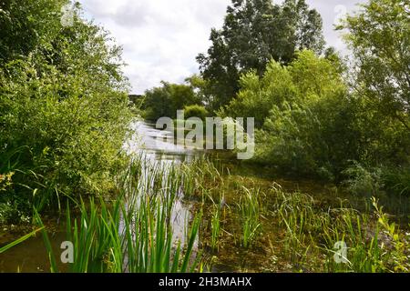 Alton Water, Suffolk, Großbritannien Stockfoto