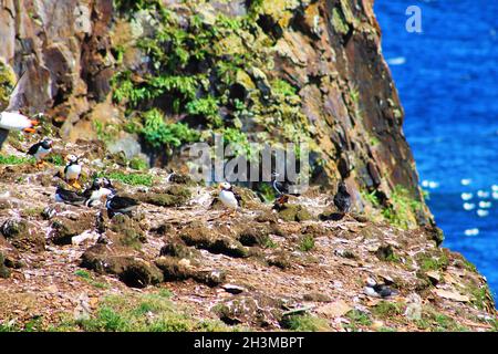 Atlantischer Papageientaucher auf einer Insel, Elliston, Neufundland Stockfoto