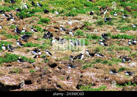 Atlantischer Papageientaucher auf einer Insel, Elliston, Neufundland Stockfoto