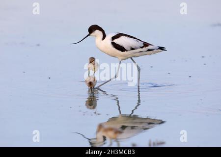 Ein erwachsener Avocet / Rattenavcoet / Eurasischer Avocet (Recurvirostra avosetta), der mit sehr jungen Küken füttert Stockfoto