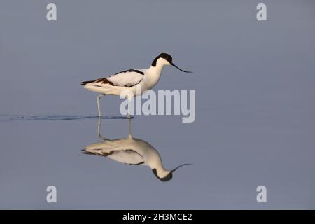 Ein erwachsener Avocet / Rattenavocet / Eurasischer Avocet (Recurvirostra avosetta), der im Frühjahr auf einer stillen Lagune watet und eine wunderschöne Spiegelung zeigt Stockfoto