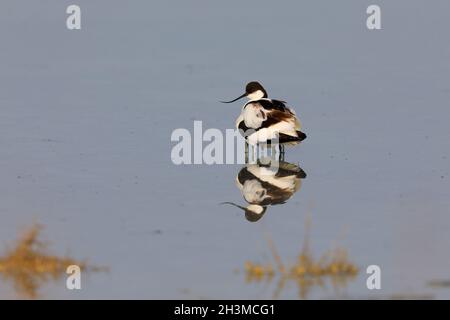 Ein erwachsener Avocet / Rattenavcoet / Eurasischer Avocet (Recurvirostra avosetta) brütende Küken Stockfoto