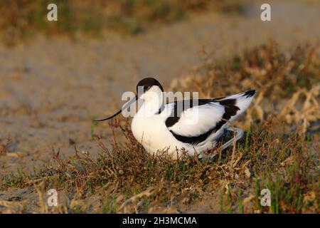 Ein erwachsener Avocet / Rattenavocet / Eurasischer Avocet (Recurvirostra avosetta) auf dem Nest Stockfoto