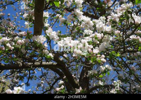Malus domestica Boskoop, Apple Stockfoto