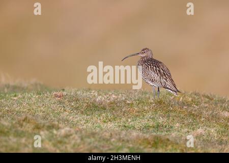 Ein erwachsener Eurasischer Curlew (Numenius arquata) auf Brutplätzen in Nordengland im Frühjahr Stockfoto