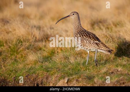 Ein erwachsener Eurasischer Curlew (Numenius arquata) auf Brutplätzen in Nordengland im Frühjahr Stockfoto