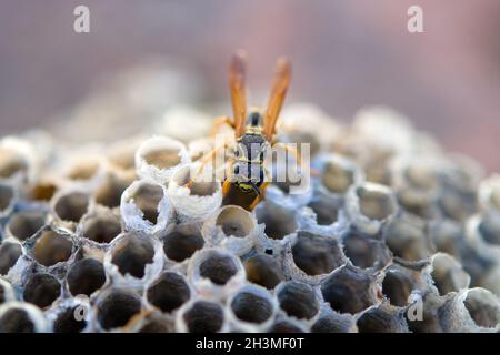 Europäische Wespe (Vespula germanica) baut ein Nest, um eine neue Kolonie zu gründen Stockfoto