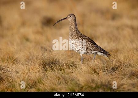 Ein erwachsener Eurasischer Curlew (Numenius arquata) auf Brutplätzen in Nordengland im Frühjahr Stockfoto