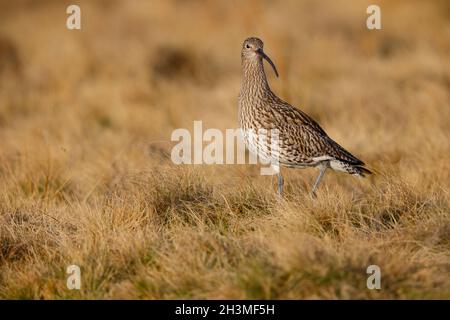 Ein erwachsener Eurasischer Curlew (Numenius arquata) auf Brutplätzen in Nordengland im Frühjahr Stockfoto