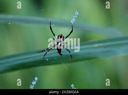 Nahaufnahme der Kreuzspinne von St. Andrews (Argiope keyserlingi) im Netz im unscharfen Hintergrund Stockfoto