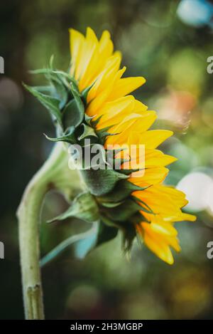 Nahaufnahme der gelben Blütenblätter einer Sonnenblume in voller Blüte im Herbst. Stockfoto