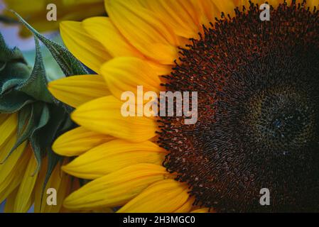 Nahaufnahme der gelben Blütenblätter und des dunklen Zentrums der blühenden Sonnenblume. Stockfoto