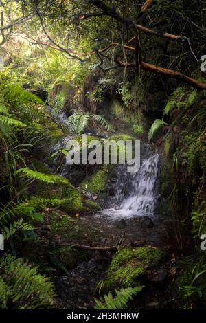 Kleiner Wasserfall im Wald, der einen kleinen magischen Ort bildet Stockfoto