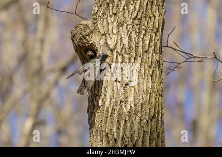 Vogel. Jeden Frühling brüten europäische Stare in den Bäumen der Stadtparks in Wisconsin Stockfoto