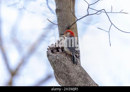 Roter Specht. Naturszene aus Wisconsin. Stockfoto