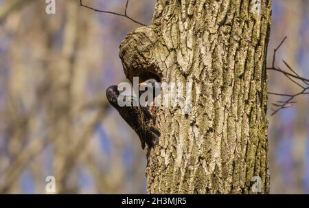 Vogel. Jeden Frühling brüten europäische Stare in den Bäumen der Stadtparks in Wisconsin Stockfoto