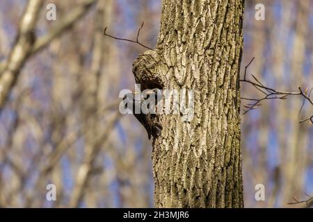 Vogel. Jeden Frühling brüten europäische Stare in den Bäumen der Stadtparks in Wisconsin Stockfoto