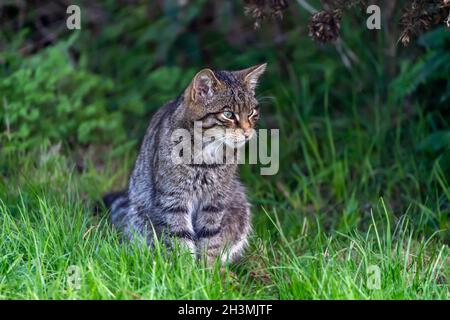 Eine schottische Wildkatze beobachtet das lange Gras ihres Geheges im British Wildlife Center in Surrey Stockfoto