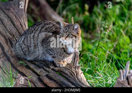 Eine schottische Wildkatze sitzt auf dem Ast eines Baumes im British Wildlife Centre in Surrey, England Stockfoto