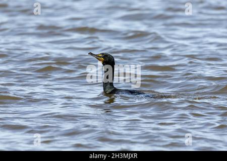 Kormorane mit doppelter Haubenmantel am Lake Michigan. Stockfoto