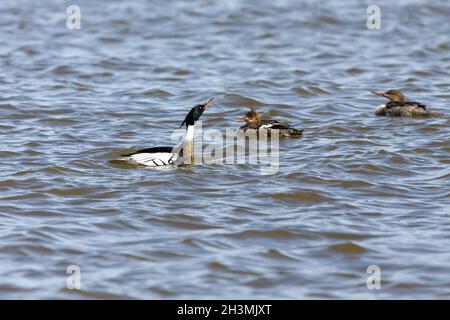 Rotbrustiger Merganser. Brutzeit, in der der drake nach einer Henne sucht. Stockfoto