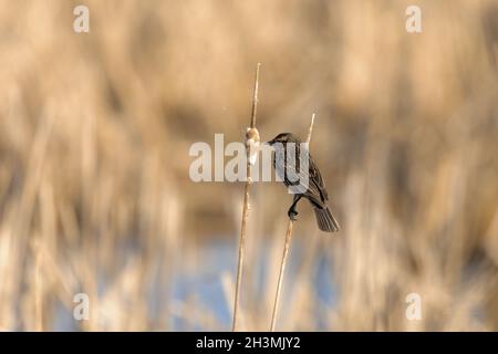 Weibchen rot geflügelte Amsel in einem Sumpf Stockfoto