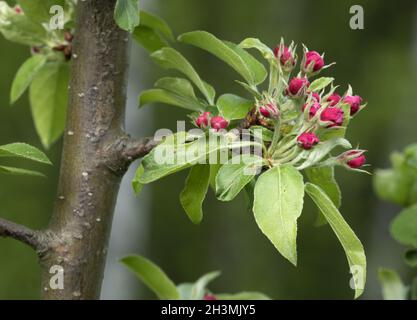 Blühende Apfelbäume im Frühlingsgarten. Stockfoto