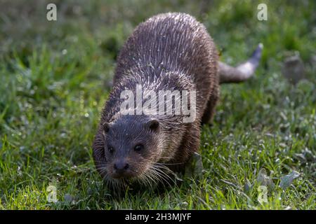 Eine Europäische Otter begrenzt sich über eine grasbewachsene Bank im British Wildlife Centre in Surrey, England Stockfoto