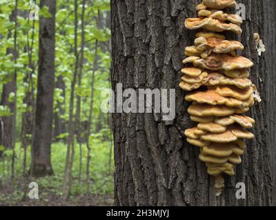 Frühling essbare Pilz (Laetiporus sulfureus) - wächst auf dem Baum, sieht aus wie gelbe Nabe. Stockfoto