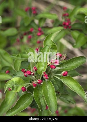 Apfelbaum Zweig mit Knospen in Sprotte Zeit. Frühlingsgarten. Stockfoto