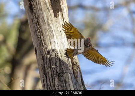 Vogel. Der rote Bäuchel im Flug am Frühling. Stockfoto