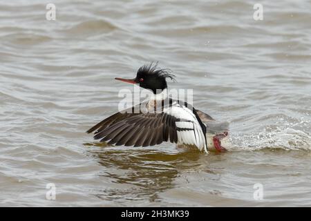 Rotbrusttaucher beim Schwimmen auf dem Lake Michigan. Stockfoto